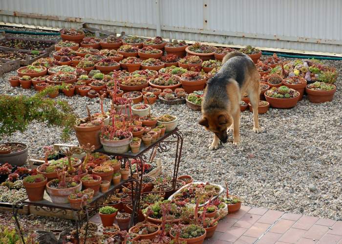 Sempervivum Dachwurz Hauswurz